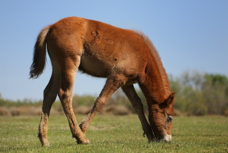 Camargue Colt