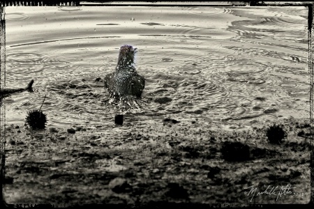 Intrepid Catbird: Bog Bath