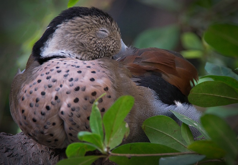 Sleeping Duck