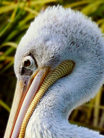 Pink Backed Pelican