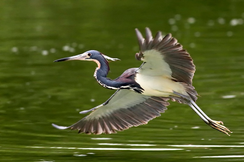 Tri Colored Heron Curved Landing