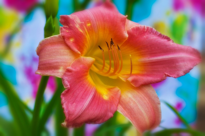 Daylily