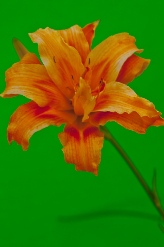 Daylily Double