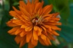 Zinnia with a dif...