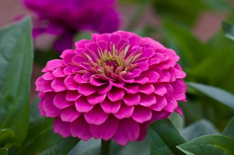 Zinnia