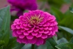 Zinnia