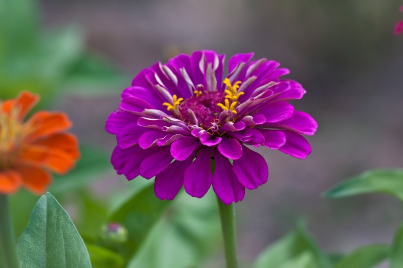 Zinnia