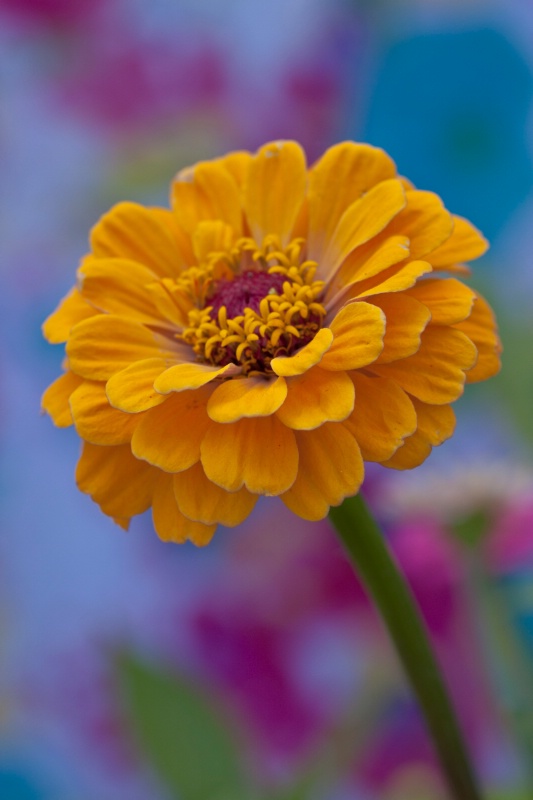 Zinnias are blooming!