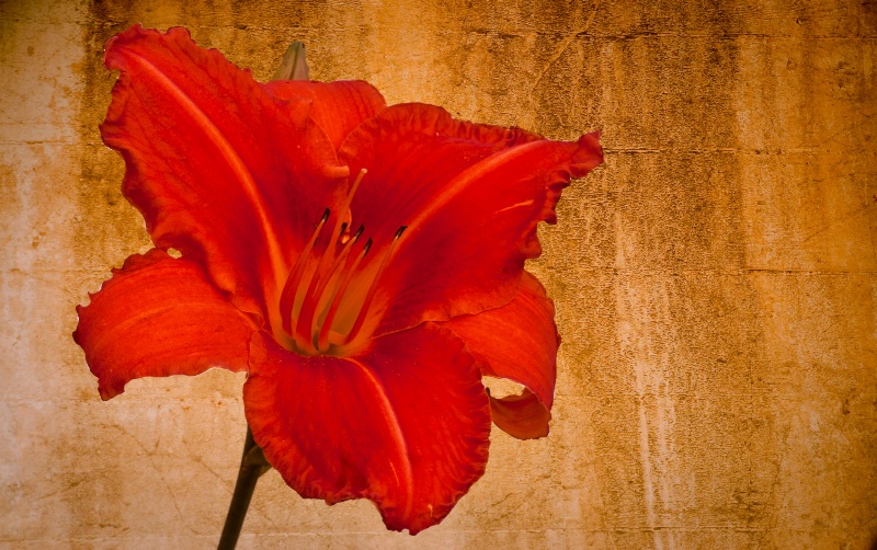 Daylily with Texture