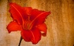 Daylily with Text...