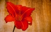 Daylily with Text...