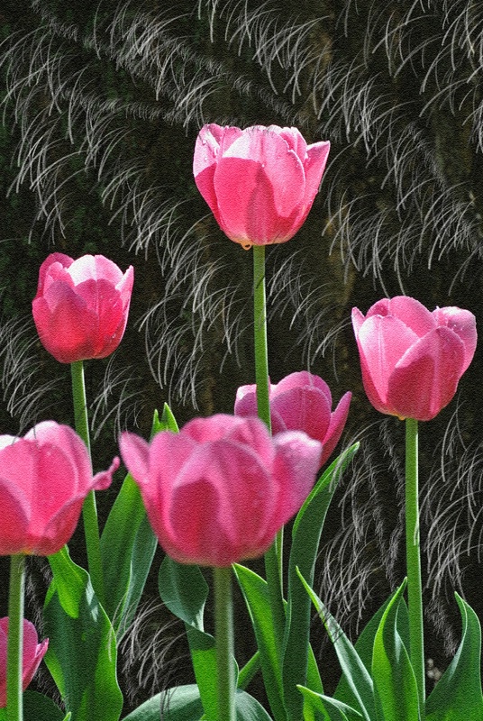Tulip Palette