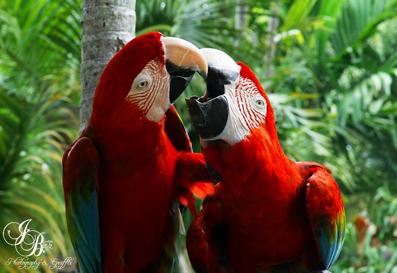Mouthy Macaws