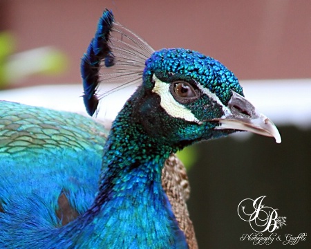 Pretty Peacock