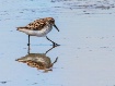 Sanderling