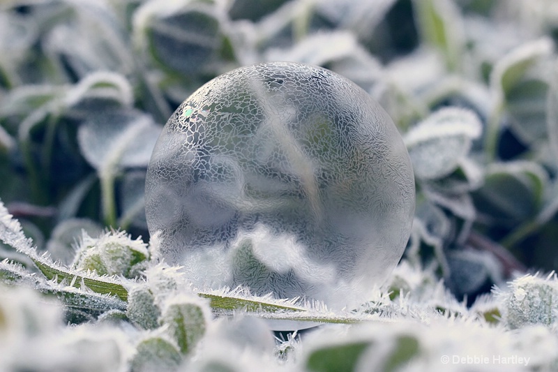 Frozen Bubble - ID: 13054265 © Debbie Hartley