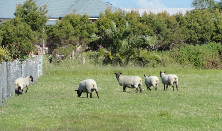 Hey look, the electric fence isn't on