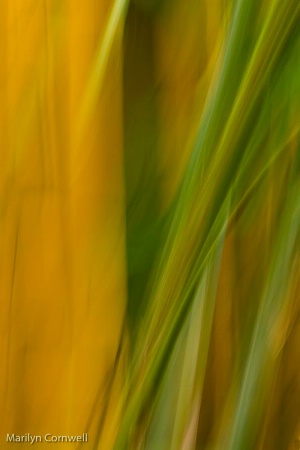 Bamboo Abstract