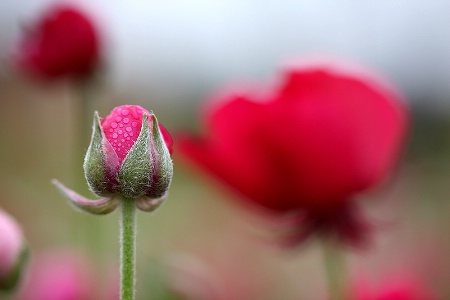 The Pink Bud