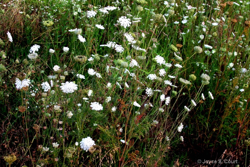 Queen Anne's Lace