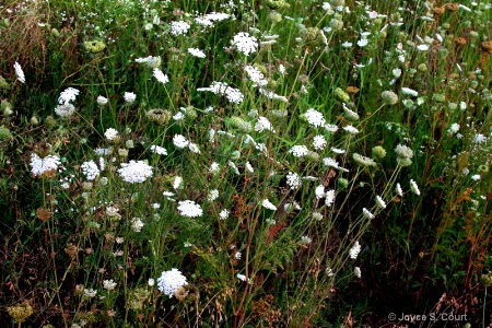 Queen Anne's Lace