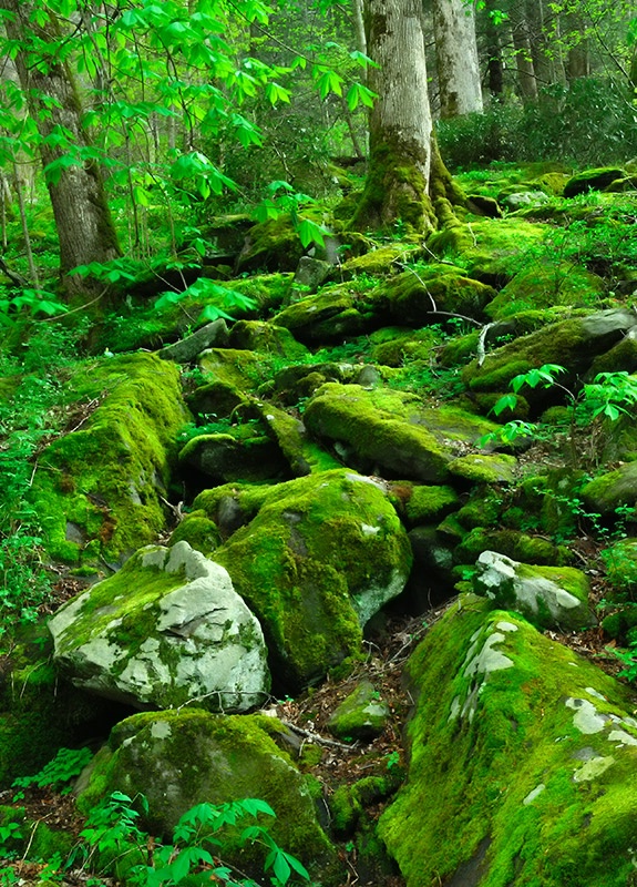 Mossy Boulders