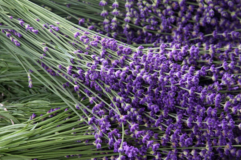 Lavendar