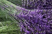 Lavendar