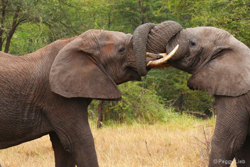 Elephants vying for mate-Serengeti