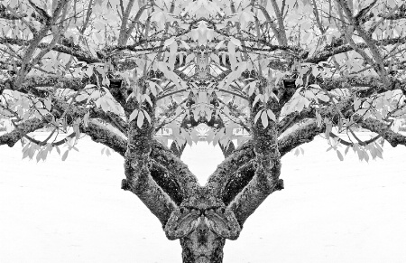 Morphed