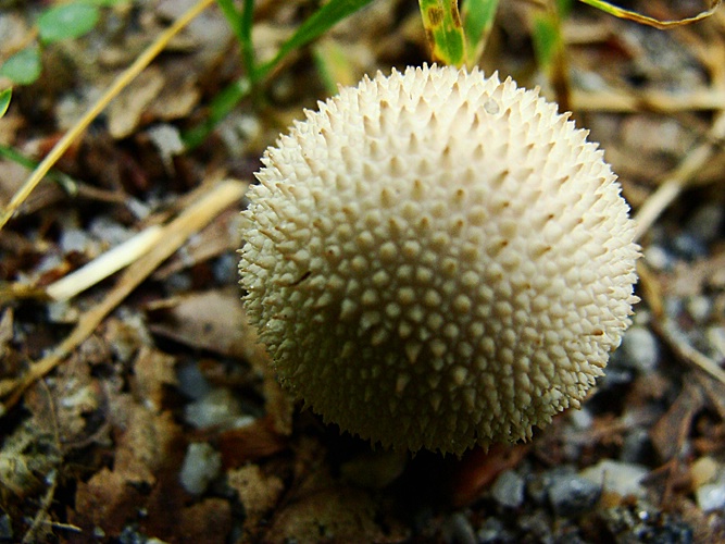Puffball, the Mushroom