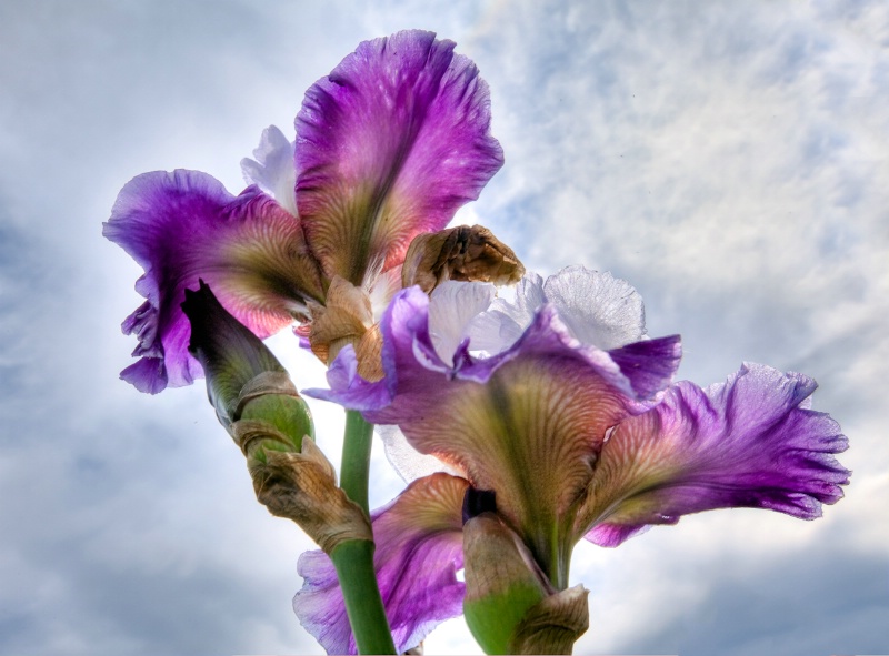 Iris in the Sky