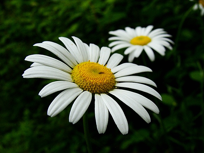 Lazy Daisies of Summer
