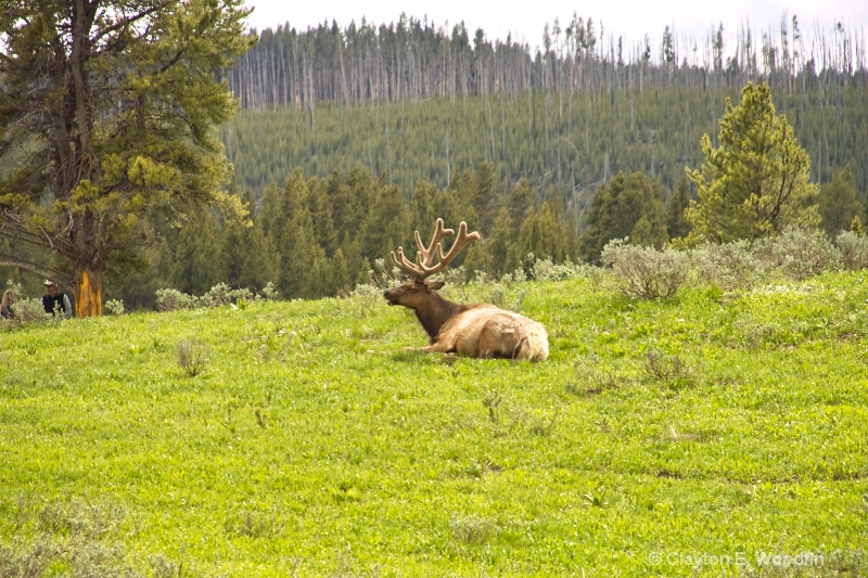 Buck Elk on hillside