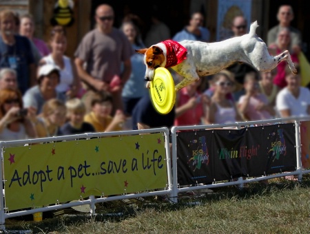 K-9 In Flight