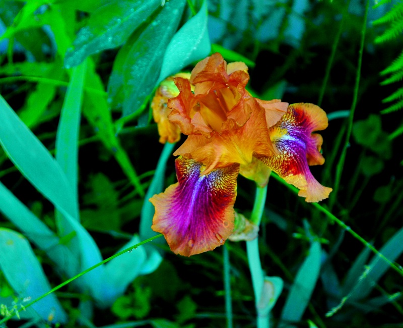 Colorful Iris-2