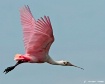 Soaring Above