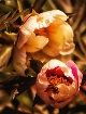 Peony
