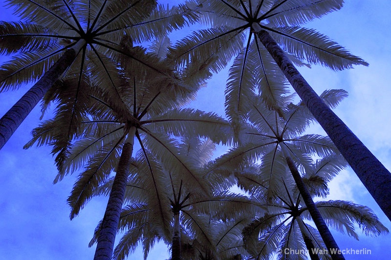 Garden City 04 Coconut Trees