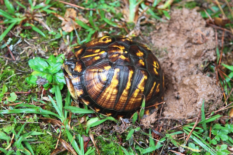 Box turtle-egg laying-image 1