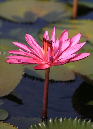 Pink Water Lily