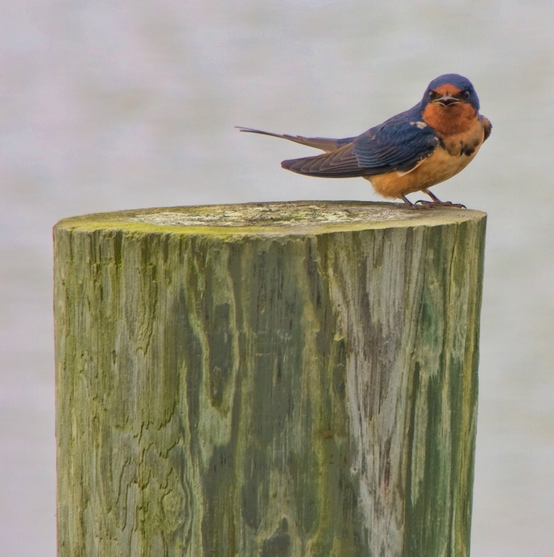 Barn Swallow