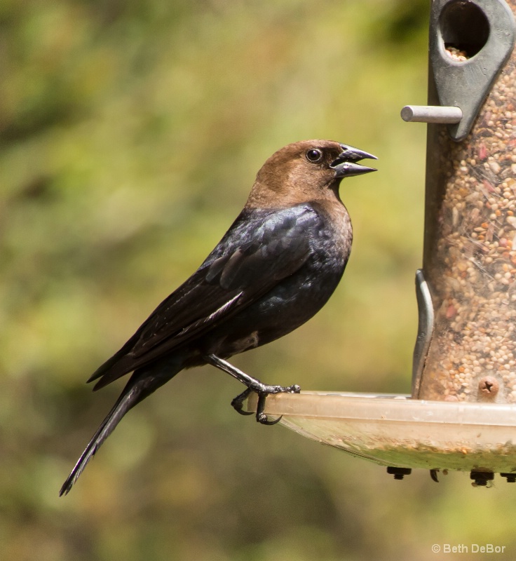 Cowbird