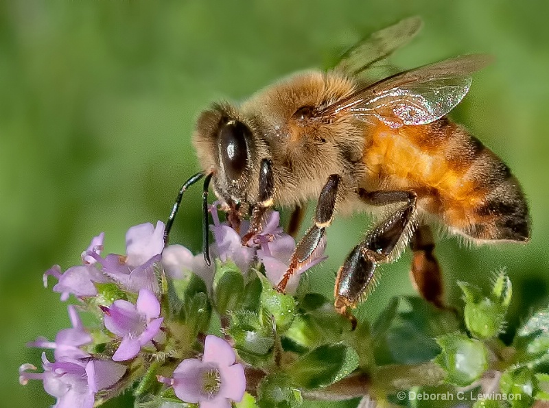 Working Bee - ID: 13059517 © Deborah C. Lewinson
