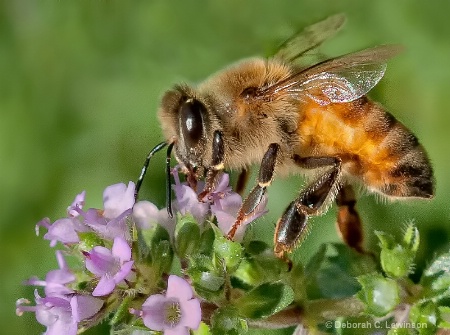 Working Bee