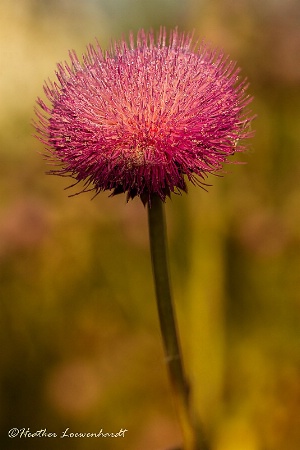 Pink Thistle