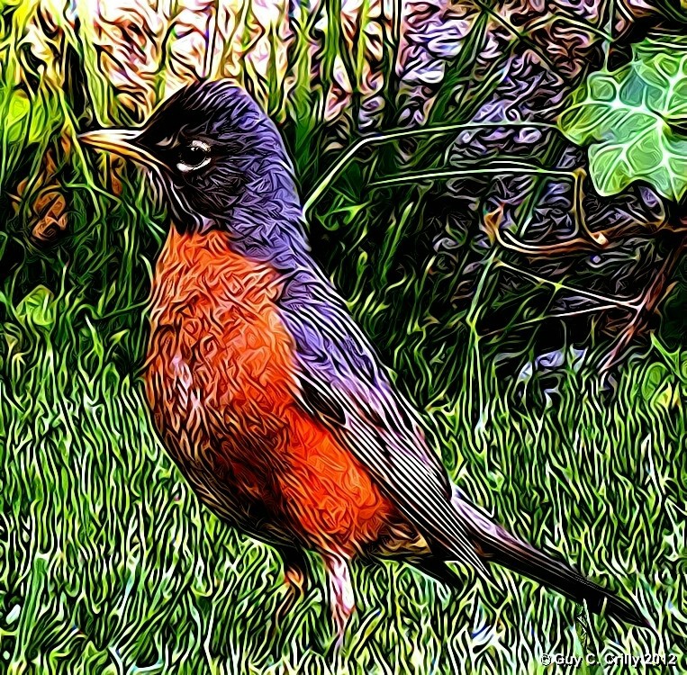 Backyard Robin