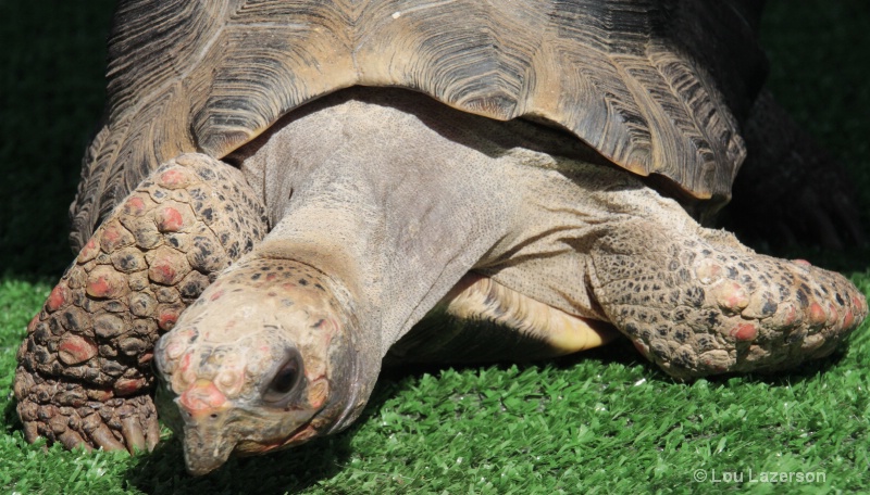 A Red-Footed Tortoise