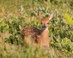 Bambi