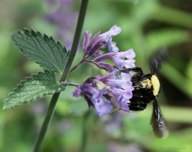 Beautiful Busy Bee